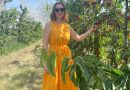 Secretul din spatele unei livezi de cireșe bio:  de la sol viu la agricultură regenerativă
