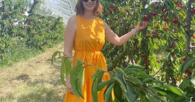 Secretul din spatele unei livezi de cireșe bio:  de la sol viu la agricultură regenerativă